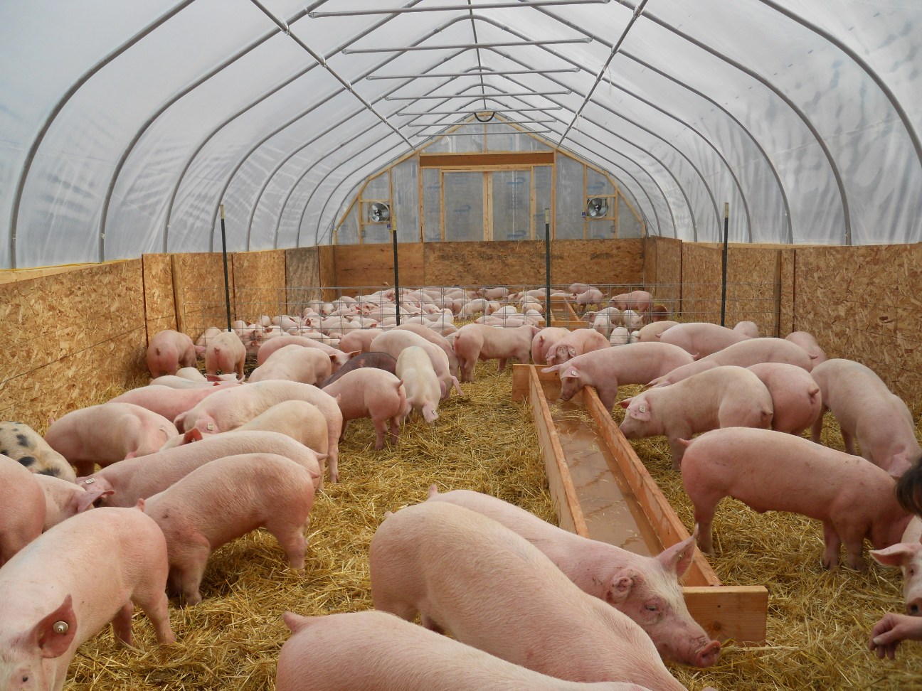 Как вырастить свиней. Свинарник на 100 свиней. Канадская технология выращивания свиней. Свинарник откормочник. Помещение для свиней.
